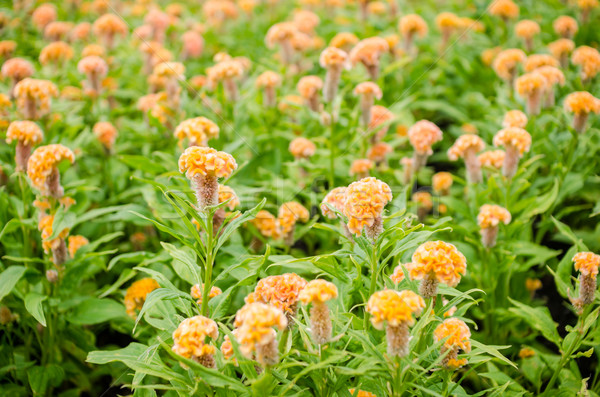 Celosia or Wool flowers or Cockscomb flower Stock photo © sweetcrisis
