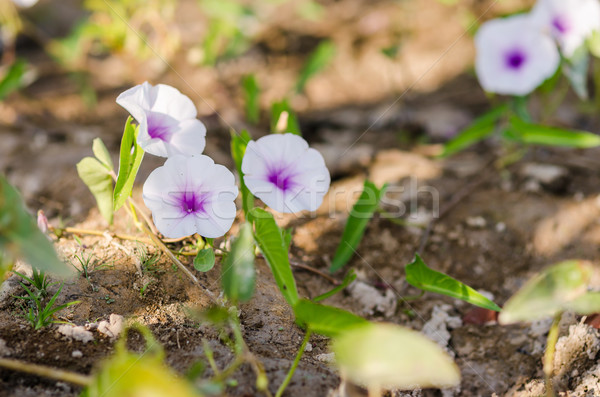 Dimineaţă glorie natură grădină floare Imagine de stoc © sweetcrisis
