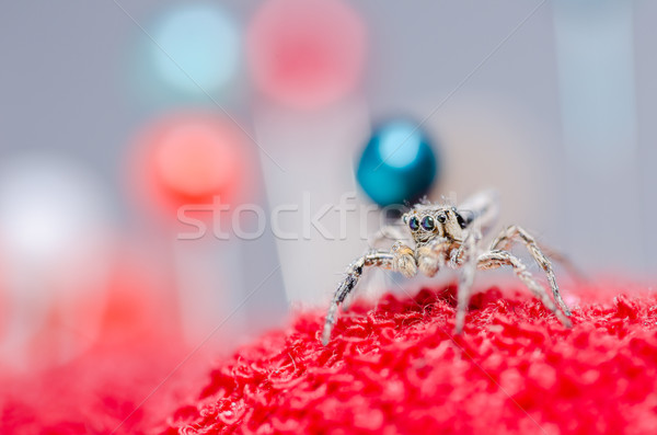 Spider colorato macro shot paura horror Foto d'archivio © sweetcrisis