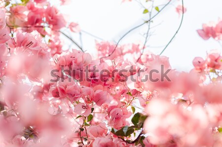 Papier bloemen vintage tuin natuur park Stockfoto © sweetcrisis