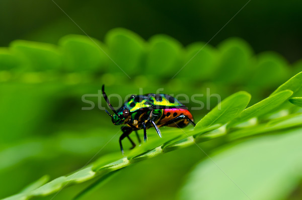 Klejnot beetle zielone charakter lasu ogród Zdjęcia stock © sweetcrisis