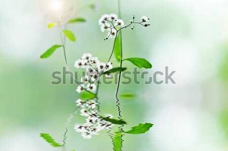 white flower weed in green nature Stock photo © sweetcrisis