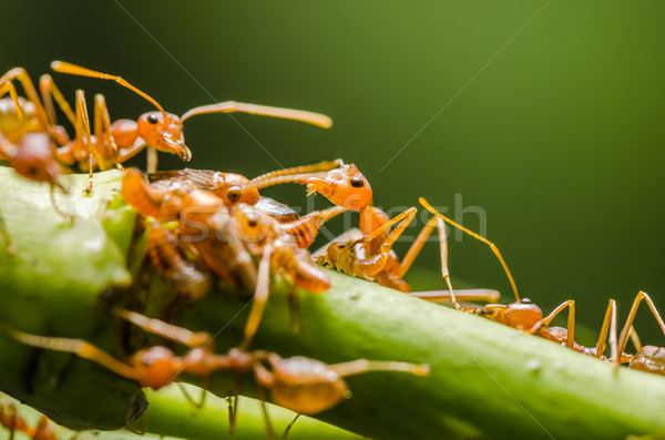 Red ant and aphid on the leaf Stock photo © sweetcrisis