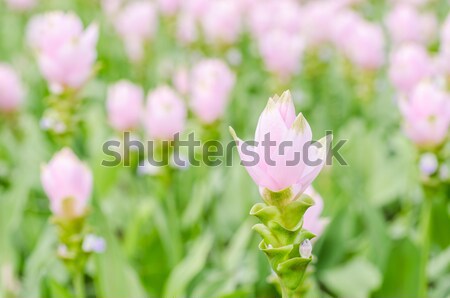 Curcuma alismatifolia or Siam tulip or Summer tulip  Stock photo © sweetcrisis