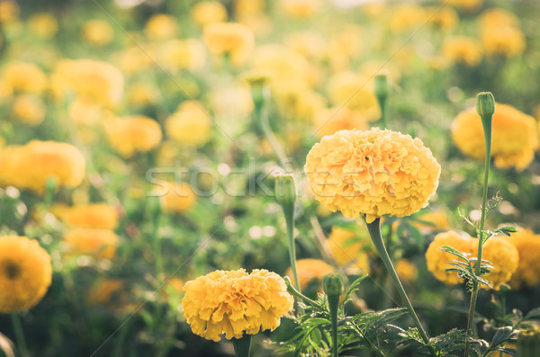 Fleur vintage nature jardin mariage tête [[stock_photo]] © sweetcrisis