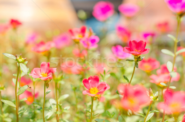 Mały kwiat ogród charakter ogród piękna roślin Zdjęcia stock © sweetcrisis