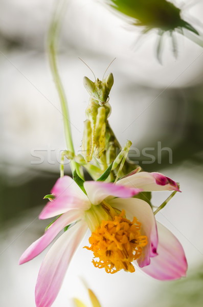 Stock fotó: Virág · sáska · citromsárga · kert · természet · park
