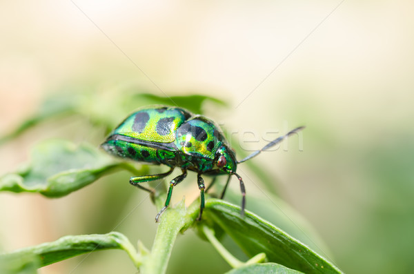 寶石 甲蟲 綠色 性質 花園 商業照片 © sweetcrisis