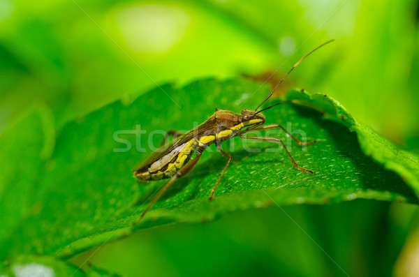 Barna rovar zöld természet kert kínai Stock fotó © sweetcrisis