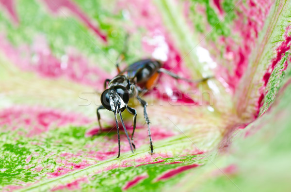 Stockfoto: Wesp · groene · natuur · tuin · bee · Geel