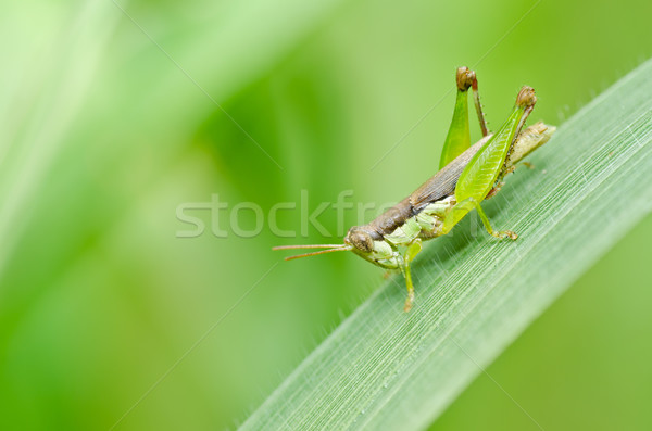 Foto stock: Gafanhoto · verde · natureza · jardim · comida · cor