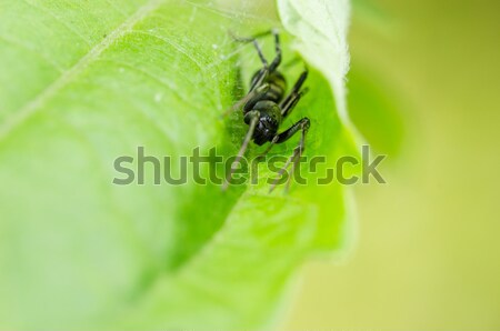 Araignée feuille verte feuille vert macro coup [[stock_photo]] © sweetcrisis