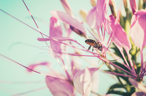 Cleome hassleriana or spider flower or spider plant Stock photo © sweetcrisis