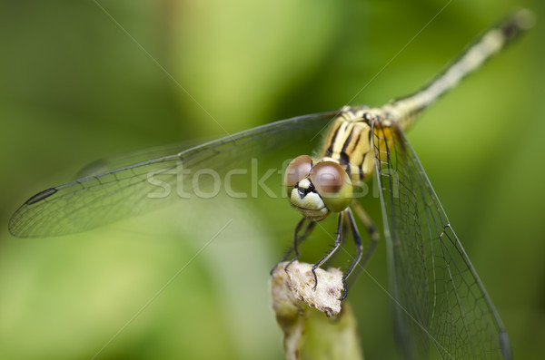 Dragonfly zielone charakter ogród uśmiech zwierząt Zdjęcia stock © sweetcrisis