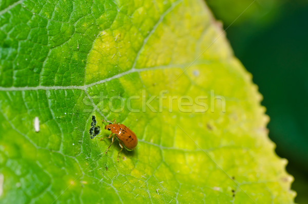 orange beetle in green nature Stock photo © sweetcrisis