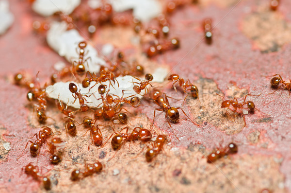 Stock photo: fire ant teamwork