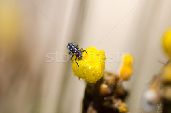 Сток-фото: Ladybug · желтый · цветок · природы · желтый · насекомое