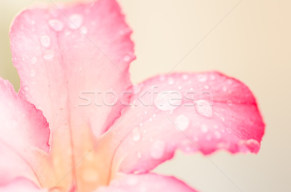 Azálea virágok vízcseppek Thaiföld kert Stock fotó © sweetcrisis