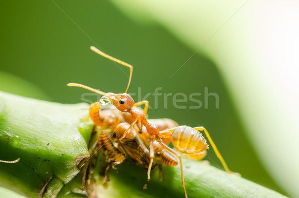 Red ant and aphid on the leaf Stock photo © sweetcrisis