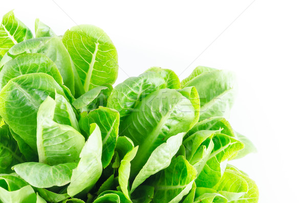Green cos salad Stock photo © sweetcrisis