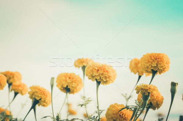 Stock photo: Marigolds or Tagetes erecta flower vintage
