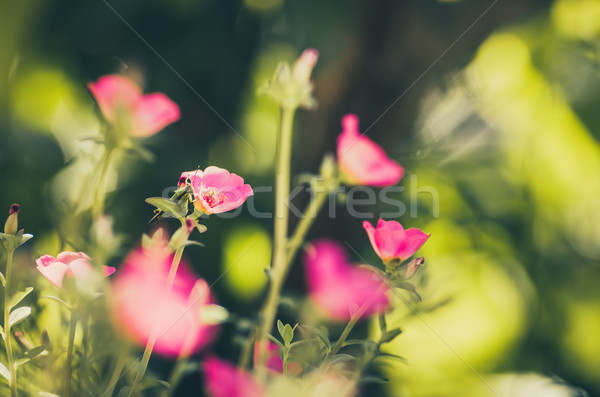 Mały kwiat ogród vintage charakter ogród piękna Zdjęcia stock © sweetcrisis