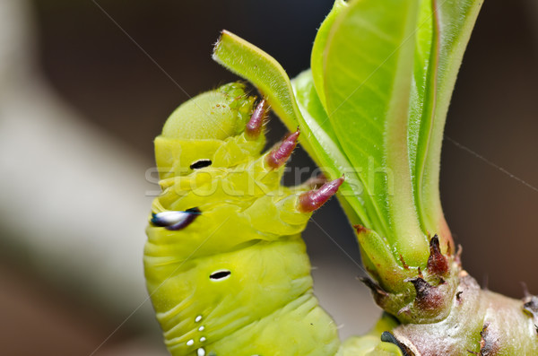 Сток-фото: червя · зеленый · природы · саду · продовольствие · Bee