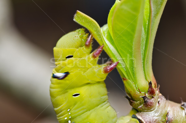 Worm groene natuur tuin voedsel bee Stockfoto © sweetcrisis