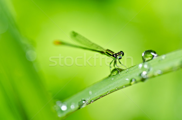 damselfly or little dragonfly Stock photo © sweetcrisis