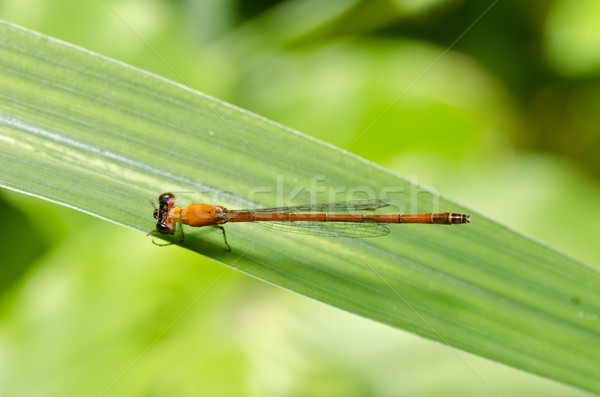red dragonfly in green nature Stock photo © sweetcrisis