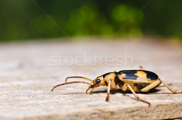 Bruin bug groene natuur tuin chinese Stockfoto © sweetcrisis