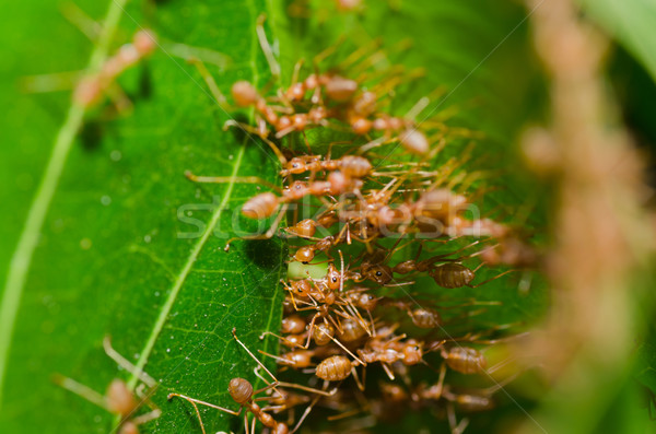 red ant teamwork Stock photo © sweetcrisis