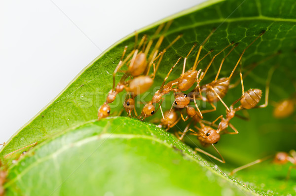 red ant teamwork Stock photo © sweetcrisis