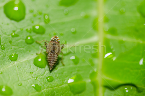 Aphid on the leaf Stock photo © sweetcrisis