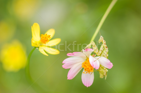 Fleur jaune jardin nature parc [[stock_photo]] © sweetcrisis