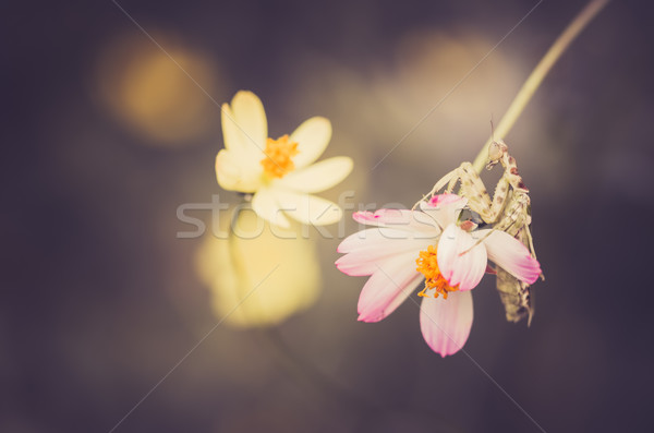 Bloem Geel tuin natuur park Stockfoto © sweetcrisis