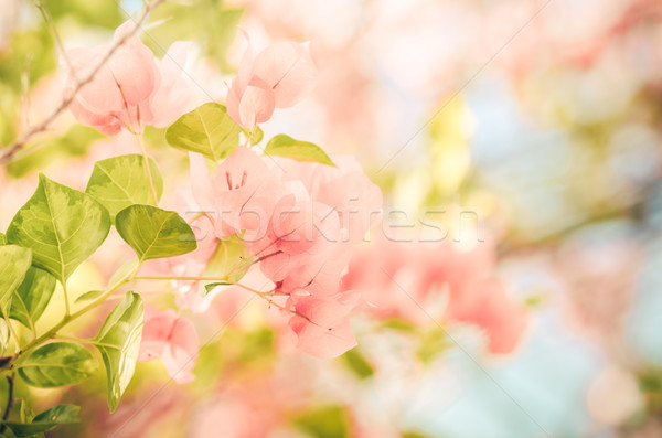 ストックフォト: 紙 · 花 · ヴィンテージ · 庭園 · 自然 · 公園