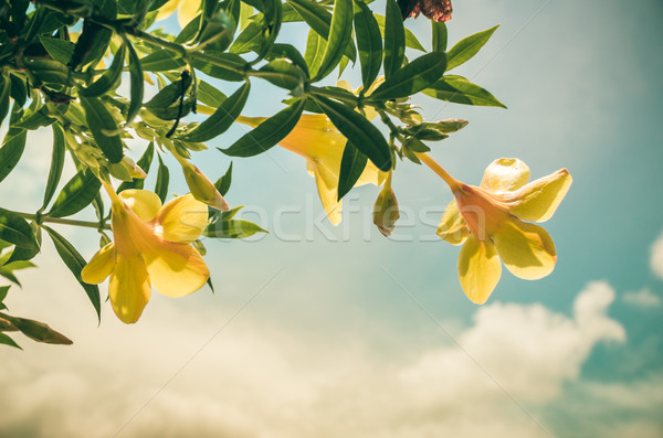 トランペット 花 ヴィンテージ 庭園 自然 ストックフォト © sweetcrisis