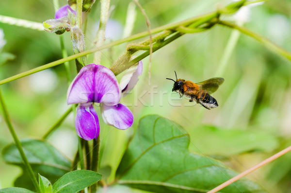 leaf-cutting bee in macro green nature Stock photo © sweetcrisis