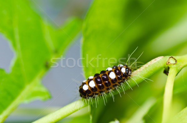 Wurm grünen Natur Garten Essen Biene Stock foto © sweetcrisis