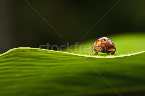 Oranje kever groen blad groene natuur schoonheid Stockfoto © sweetcrisis