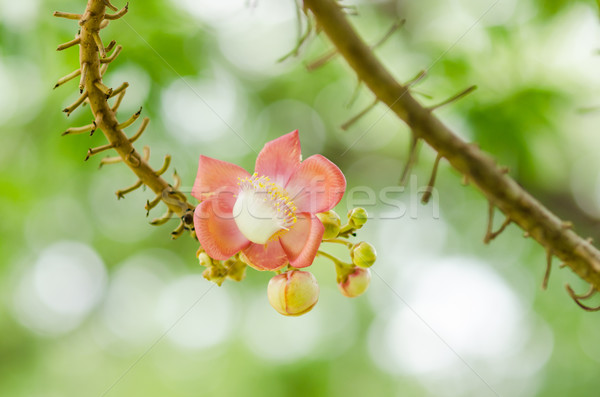 Cannonball flower Stock photo © sweetcrisis