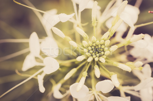 Cleome hassleriana or spider flower or spider plant Stock photo © sweetcrisis