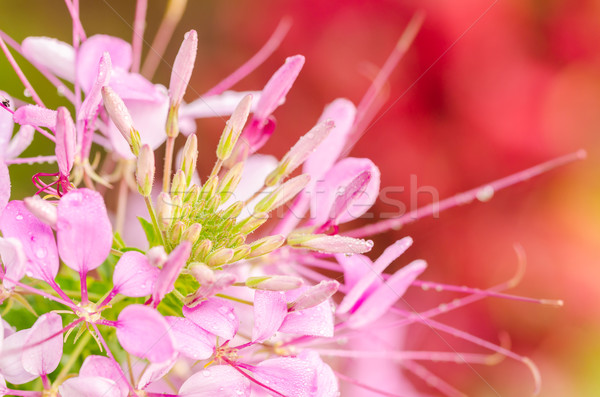 Spinne Blume Anlage Garten Natur Park Stock foto © sweetcrisis
