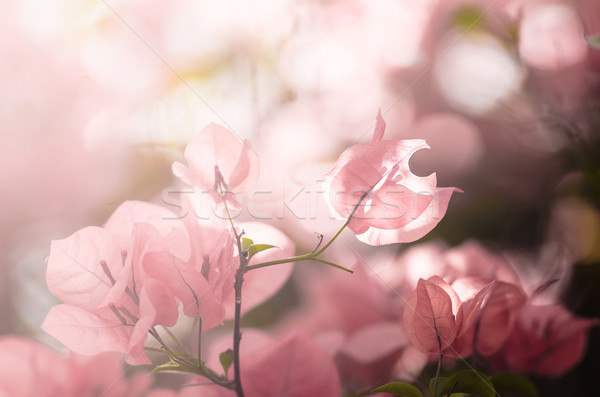Papír virágok kert természet park tavasz Stock fotó © sweetcrisis
