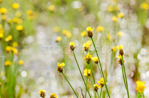 Foto stock: Flores · amarelas · Tailândia · grama · natureza · jardim