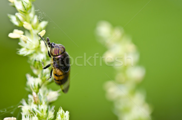 Flor arquivos fruto verde natureza preto Foto stock © sweetcrisis