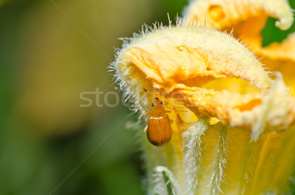 Oranje kever groene natuur tuin voorjaar Stockfoto © sweetcrisis