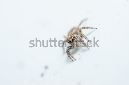 Сток-фото: Spider · стены · природы · макроса · выстрел · страхом