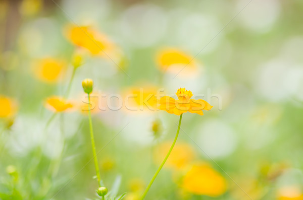 Cosmos sulphureus flower Stock photo © sweetcrisis